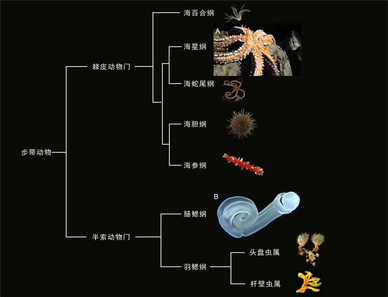 现生步带动物的主要类群关系图。西北大学供图